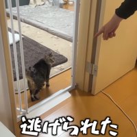 逃げられた