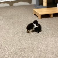 じゃれる2匹の赤ちゃん猫