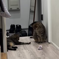 弟キジトラ猫からおもちゃを受け取る姉キジトラ猫