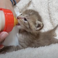 ミルクを飲む薄茶色の子猫