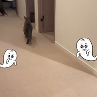 廊下を走る2匹の猫