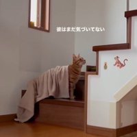 タオルを背中にかけている猫