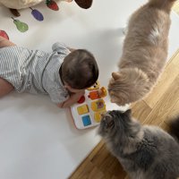 赤ちゃんと2匹の猫