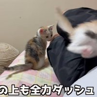 お腹の上に乗る子猫（お腹の上も全力ダッシュ！）