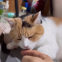 ペロペロする猫