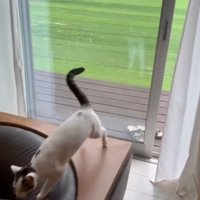 走る猫