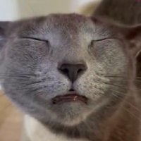 ブラッシングされている猫