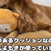 犬とクッション