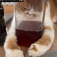 おでこをピッチャーの表面へ押し付ける猫