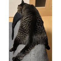 ソファにいる猫たち