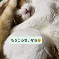 キャットタワーのベッドで寝る保護猫