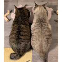 室内にいる猫