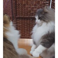 喧嘩している猫