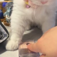 猫の腹の下にあったメイク道具に指を置く飼い主
