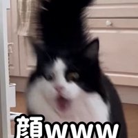 落ちたぬいぐるみを見て目と口を大きく開けている猫