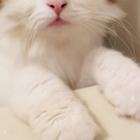 バスタブに両手をついて鳴くミヌエット