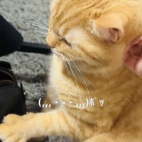 飼い主さんに撫でられて前足をグーパーするマンチカン