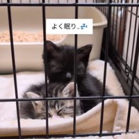 眠る2匹の子猫