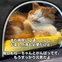キャリーバッグの中にいる猫