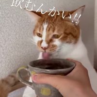 飲み続ける猫