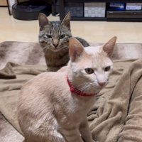 見つめる2匹の猫