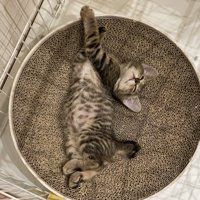 寝ている子猫