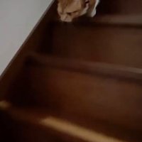 鳴き声を上げながら階段を下りる猫