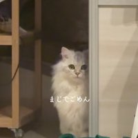 引き戸のそばでお座りをしているカメラ目線の猫「まじでごめん」