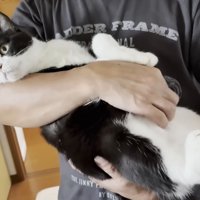 左上を見る猫ちゃん