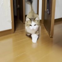 ドアを通ってカメラに駆け寄る猫ちゃん