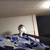 布団の上にいる猫