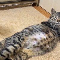 横になる出産前のアメルちゃん