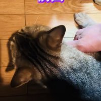 パパさんに抱っこされるのを拒否するキジトラ猫