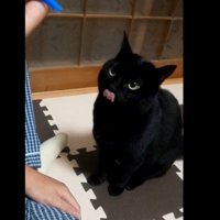 ベロ出す黒猫