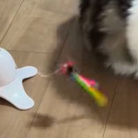 猫と電動オモチャ