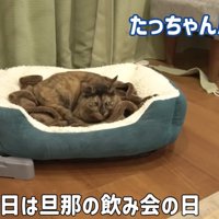 猫用ベッドで寝る猫