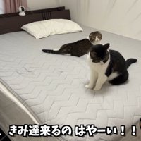 ベッドの上でくつろぐ2匹の猫