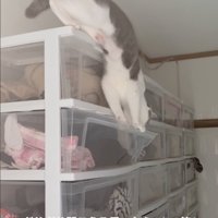 衣装ケースに入ろうとする猫