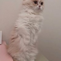 立ち上がるクリーム色の猫