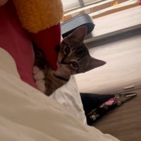 見つめる猫