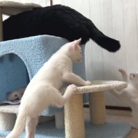 成猫のしっぽで遊ぶ子猫
