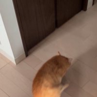おしり歩きする猫2