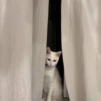 窓辺に座っている白猫