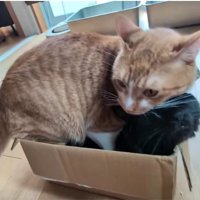 箱に入っている黒猫