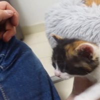 人に駆け寄る三毛猫