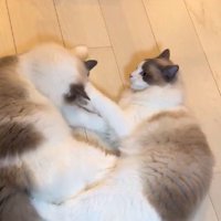 兄弟猫に優しくパンチをする猫