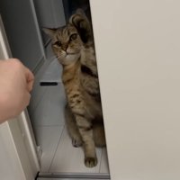 左前足を振り上げて