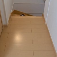 覗きこむ子猫