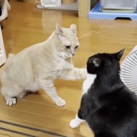 対峙するふたり
