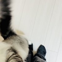 飼い主さんの足に飛び付くサイベリアン